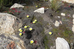 Moraea luteoalba