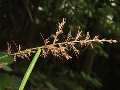 Scleria terrestris