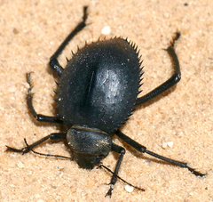 Prionotheca coronata