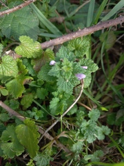 Lamium hybridum