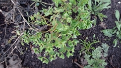 Euphorbia falcata