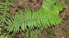 Sphaerostephanos taiwanensis