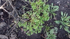 Euphorbia falcata