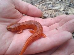 Pseudotriton ruber schencki