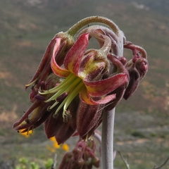 Cotyledon papillaris