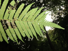 Sphaerostephanos taiwanensis