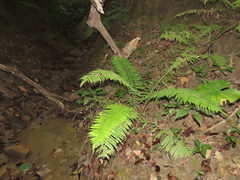 Sphaerostephanos taiwanensis