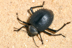 Prionotheca coronata