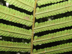 Sphaerostephanos taiwanensis