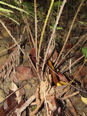 Sphaerostephanos taiwanensis