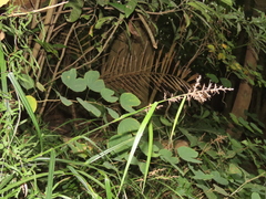 Scleria terrestris