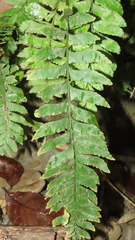 Hymenasplenium pseudobscurum