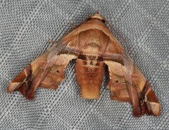 Eutelia callichroma