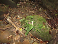 Hymenasplenium pseudobscurum