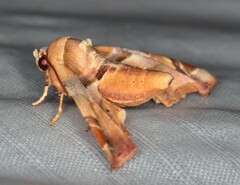 Eutelia callichroma