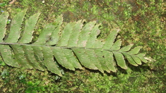 Hymenasplenium pseudobscurum
