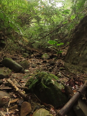 Hymenasplenium pseudobscurum