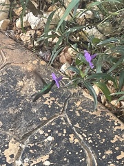 Riccordia ricordii