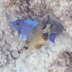 Lactophrys triqueter