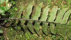 Hymenasplenium pseudobscurum