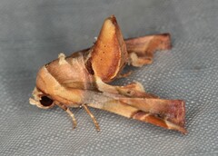 Eutelia callichroma