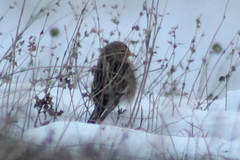 Linaria flavirostris