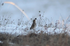 Linaria flavirostris