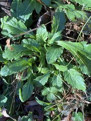 Leucanthemum vulgare