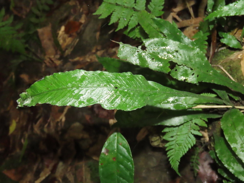 Image of Chestnut-Leaf Colysis Fern (Leptochilus wrightii) by (c) chiuluan, some rights reserved (CC BY)