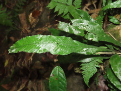 Leptochilus wrightii