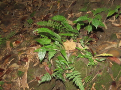 Leptochilus wrightii