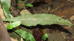 Leptochilus wrightii