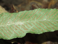 Leptochilus wrightii