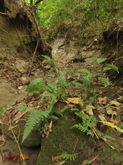 Leptochilus wrightii