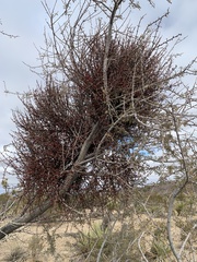 Phoradendron