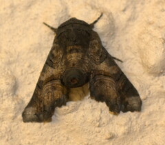 Eutelia discitriga