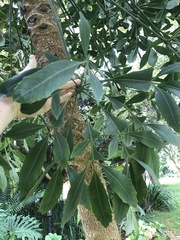 Cussonia sphaerocephala