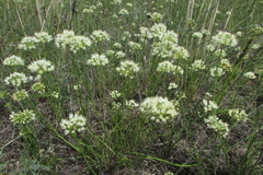 Allium flavescens