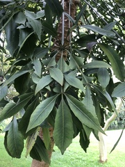 Cussonia sphaerocephala