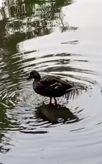 Anas platyrhynchos platyrhynchos