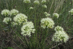 Allium flavescens