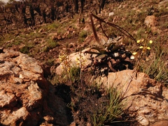 Eulophia tuberculata