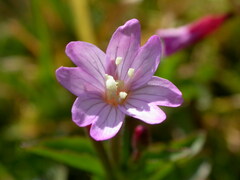Epilobium nutans