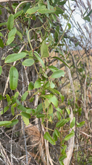 Smilax auriculata