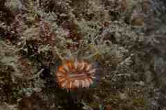 Caryophyllia smithii