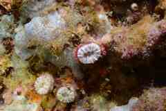 Caryophyllia