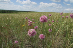 Allium lineare