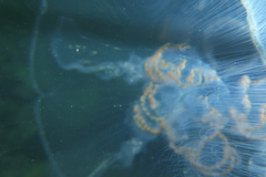 Aurelia aurita