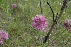 Allium lineare