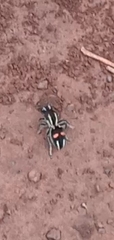 Hoplomutilla